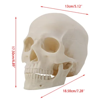

Medical props model Free shipping Realistic 1:1 Adult Size Human Skull Replica Resin Art Teaching Model Medical