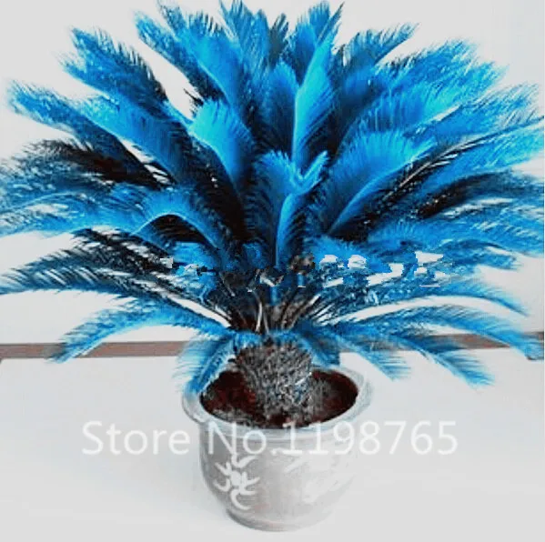 100pcs/bag blue Cycas seeds, Sago Palm Tree seeds.bonsai flower seeds,the budding rate 97% rare potted plant for home garden