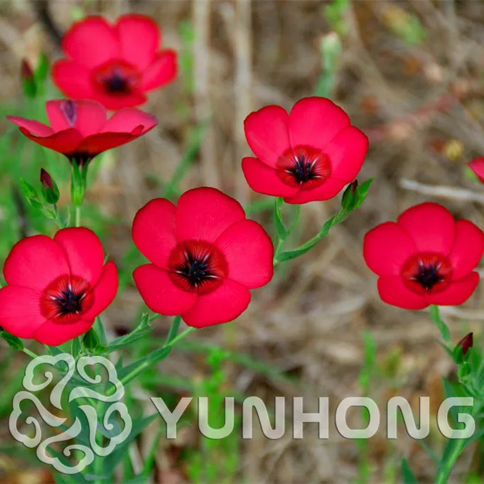 

50 PCS Linum Flower Bonsai china also is Himalayan orchid Bonsai for Home garden planting DIY home garden flower Bonsai