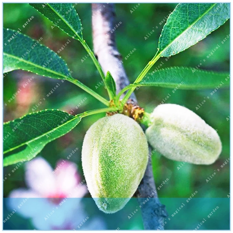 

1pcs Almonds Badam Nut Chinese Rare Outdoor Fruit Tree Tropical Plant Bonsai