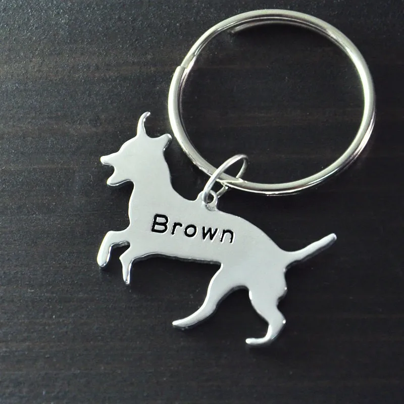Jack Russell Terrier