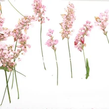 120 шт прессованный высушенный цветок гречихи Цветет осенью растение Гербария для открытки с украшениями чехол для телефона изготовление Ремесло АКСЕССУАРЫ