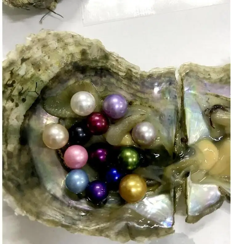 15 цветных круглых жемчужин в соленой воде Oysters Akoya Mini Monster с жемчужинами внутри