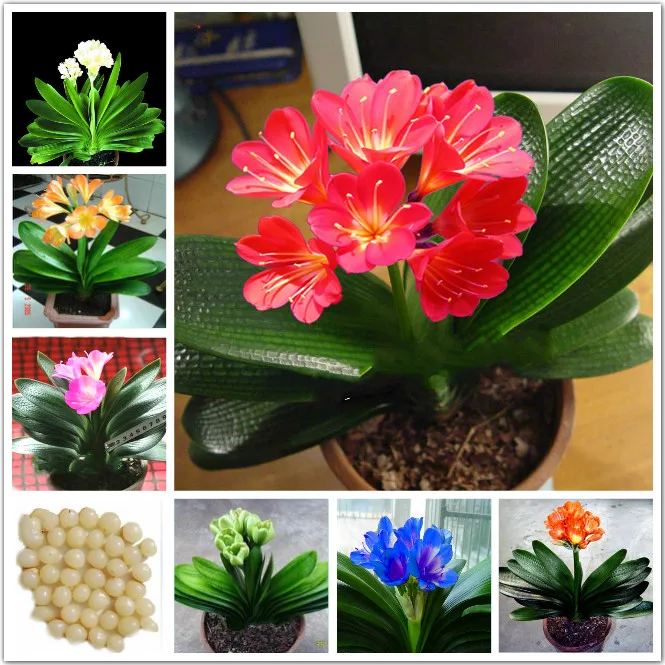1 Pcs Real clivia seeds plants bonsai garden flower seed semente decorative flowers new year gift