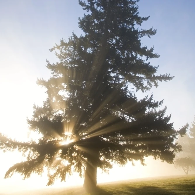 Tree And Sunlight  Willamette Valley  Oregon  United States Of America Poster Print (11 x 17)