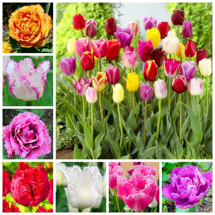 10 Pcs Tulip Bonsai Tulip Flower Beautiful Tulipanes Flower Plant For Garden plants(Not Tulip Bulbs ) Flower Symbolizes Love 10 Pcs Tulip Bonsai Tulip Flower Beautiful Tulipanes Flower Plant For Garden plants(Not Tulip Bulbs ) Flower Symbolizes Love