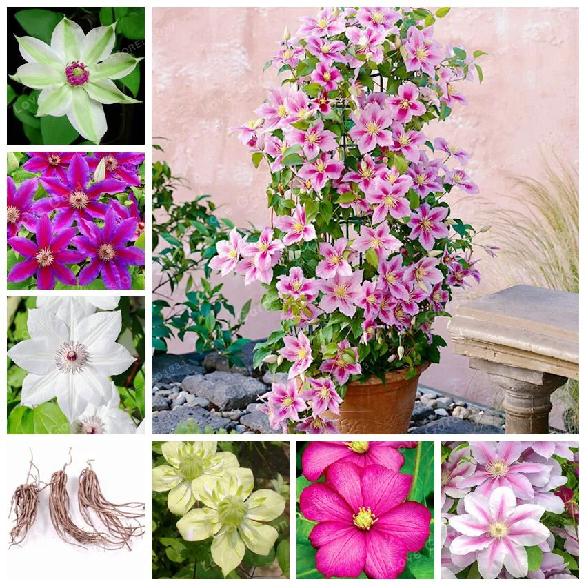 

2 Pcs Clematis Bulbs Rare Multi-Colored Clematis Vine Flower Perennial Climbing Clematis Plants Bonsai Garden Decor Potted Plant