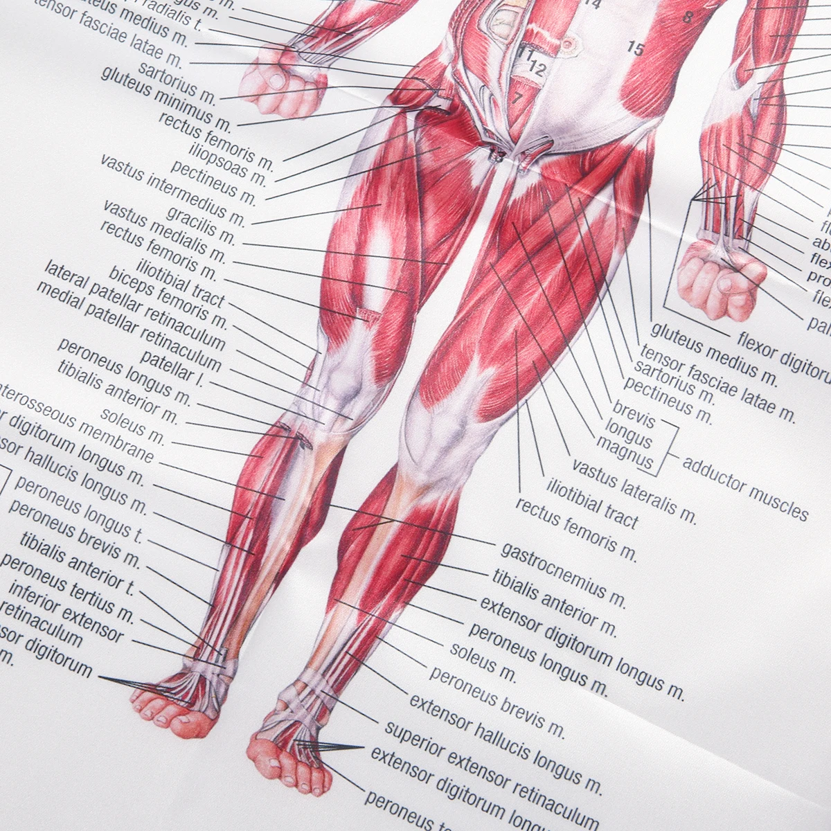 Muscles Of The Leg Chart