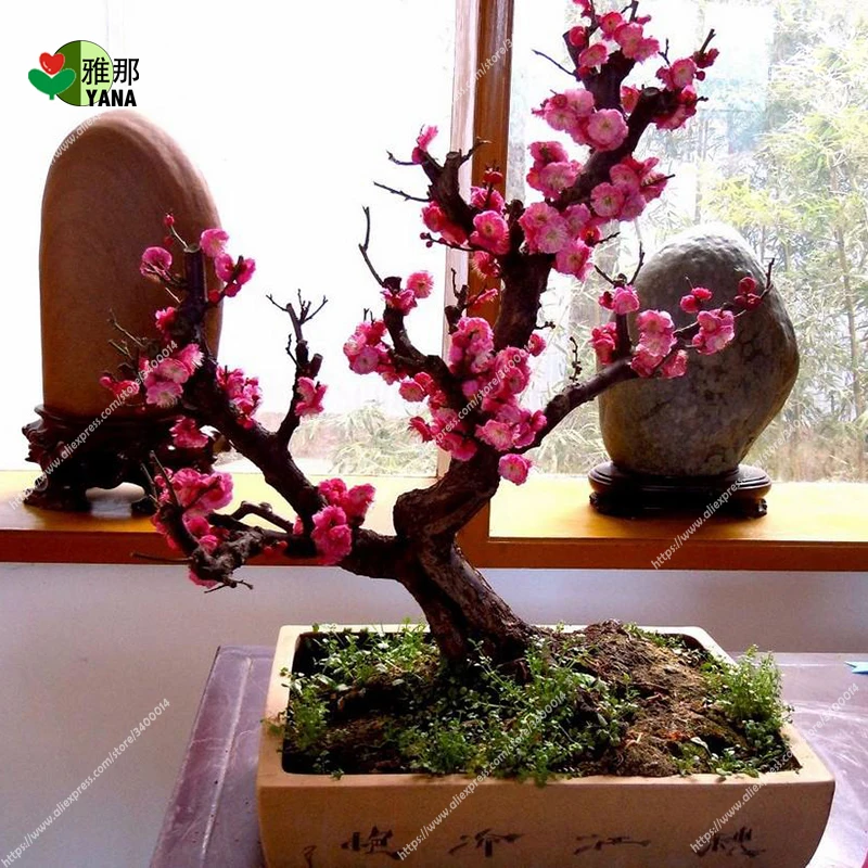 

5 pcs/bag rare plum blossom seeds, Potted Seeds, bonsai flower seeds for miniature garden plant potted plant