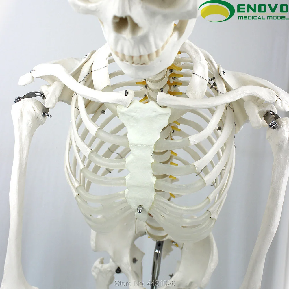 ENOVO 170 см медицинская модель скелета человека наука позвоночника сгибание Йога упражнения скелета модель