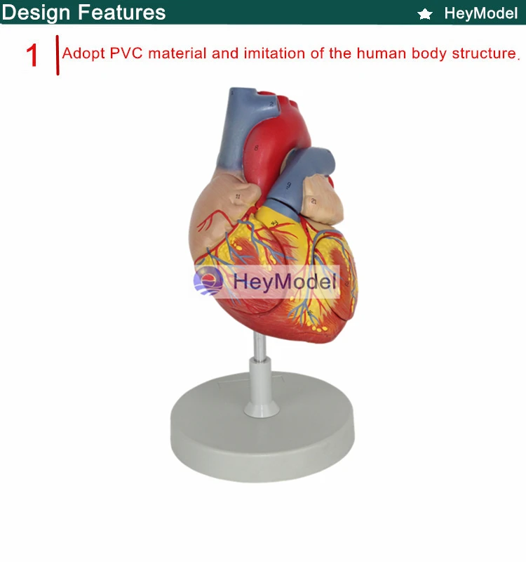 Heymodel взрослых Сердце Модель removabal 2 раза расширения