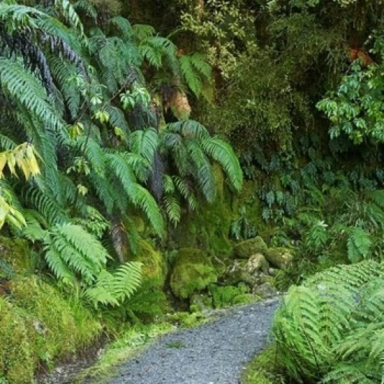Ferns and Path  Lake Matheson  South Island  New Zealand Poster Print by David Wall (24 x 35)
