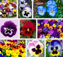 Garden Plant Pansy Seed 200 Flowers Seeds Pansy Colorful Yellow Blue Red Colors Bright Bonsai Seed