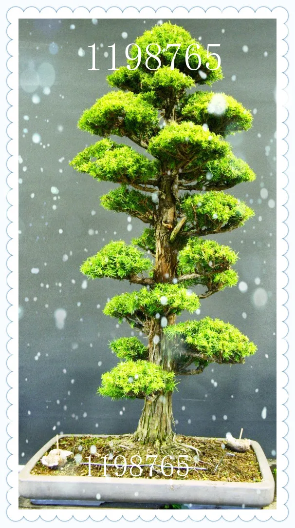 2020 Rare Tree Seeds For Home Garden Bonsai Plant JAPANESE Cedar Seeds Semillas Bonsai Seeds