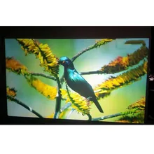 HOHOFILM 152 см x 50 см темно-серая голограмма задняя защитная экранная пленка для магазина оконная пленка 60 ''x 20''