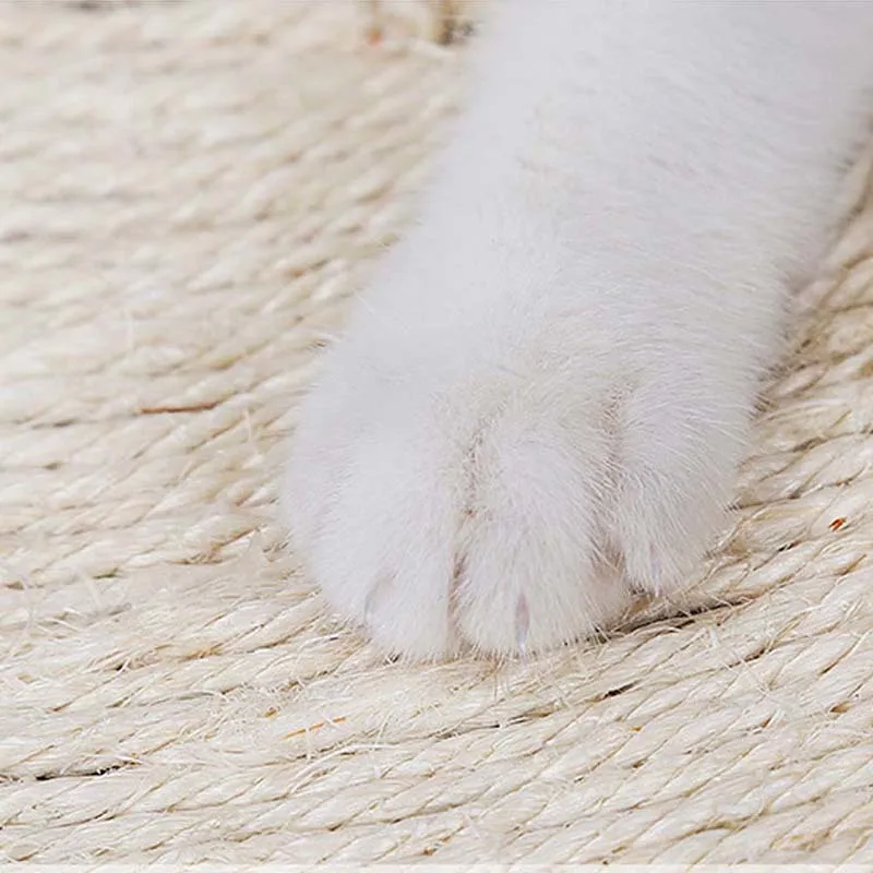 cat scrather(7)