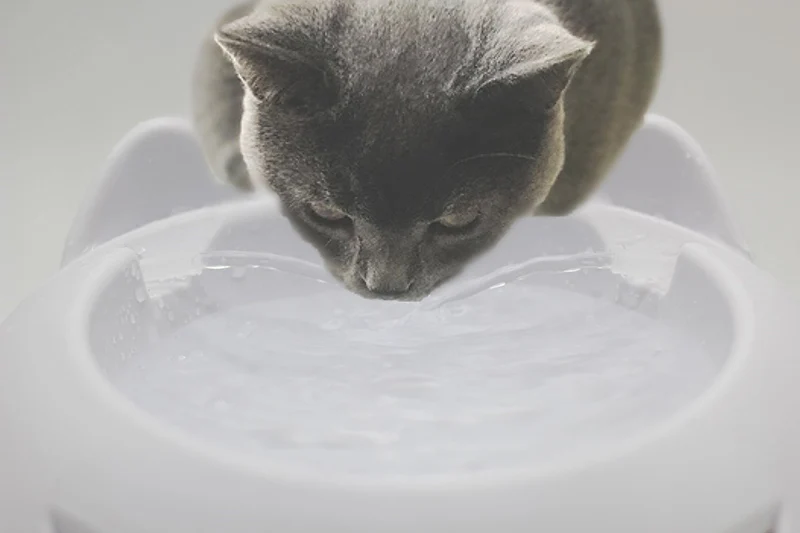 ЕС США вилка Автоматическая кошка собака питья фонтан USB мощность поилка для кошек собак диспенсер для воды фильтр с активированным углем