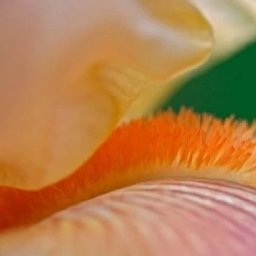 Close-up of hybrid Bearded Iris flower  Louisville  KY Poster Print by Adam Jones (24 x 15)
