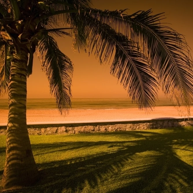 Palm Tree In Mazatlan  Mexico Poster Print (18 x 12)