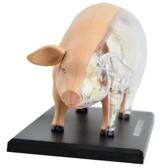 4D Master pig specimen anatomy model static sow organ skeleton assembly model teaching AIDS for primary and secondary school stu