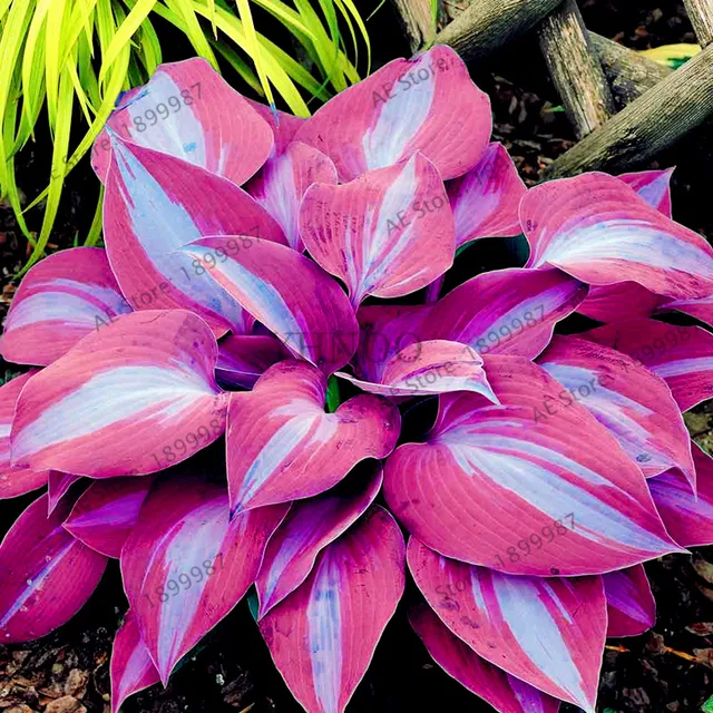 150 teile/beutel schöne Hosta Pflanzen Stauden Lilie Blume Schatten