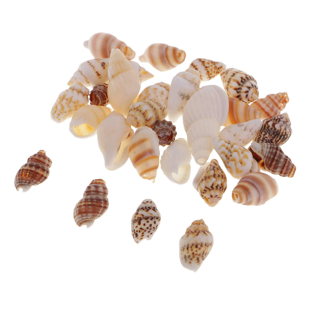 30pcs Party Festival Home Decor Aquarium Decoration Conch Shells Natural Sea Beach Shell Conch Seashells For DIY Candles Crafts