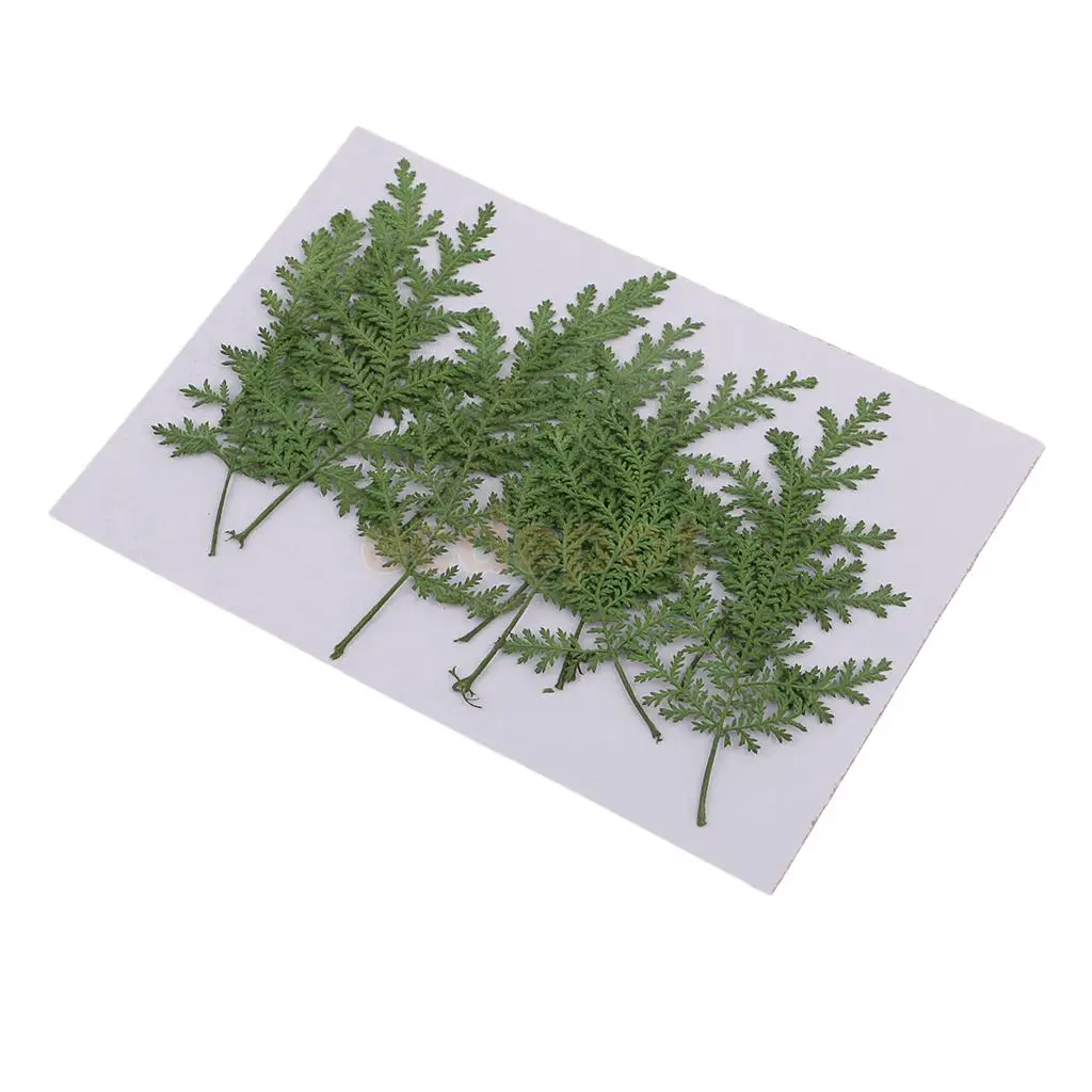 12 PCS Natural Pressed Real Dried Flower Wormwood Leaf for Soap Candle Making Decoration Resin Casting DIY Ornament scrapbooking