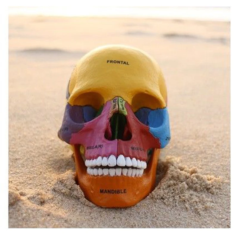 

Animal Vision Anatomy Human Skeleton Anatomical Model 4D Educational Puzzle Medical Science Doll Figure Toys For Christmas Gift