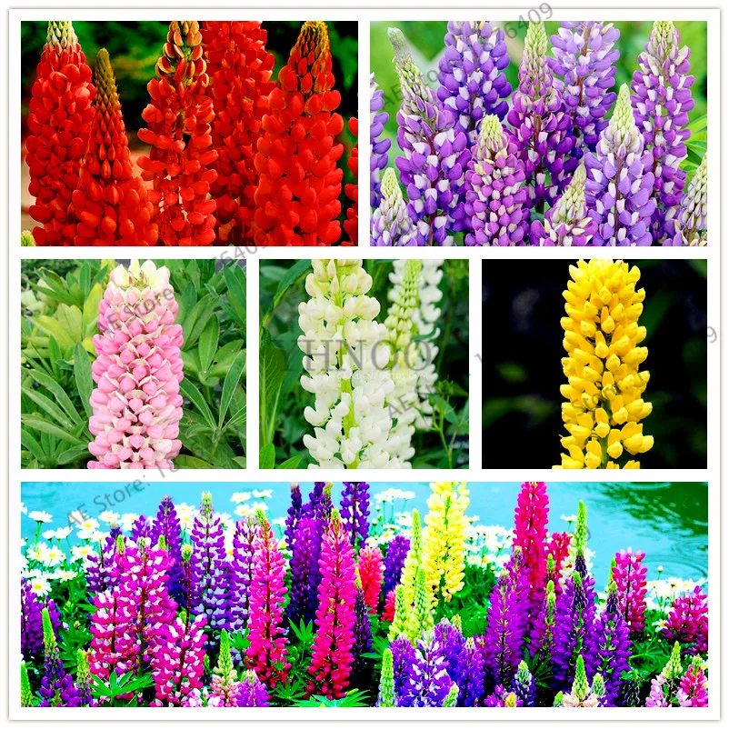 Большая распродажа! Lupine бонсай, Аутентичные Красочные Люпин цветок завод, красивые декоративные цветы сад, Легко расти, шт./пакет 100
