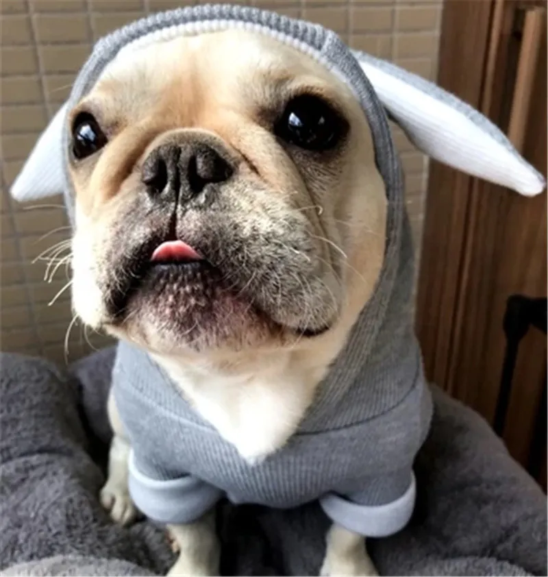 chihuahua dog jacket (16)