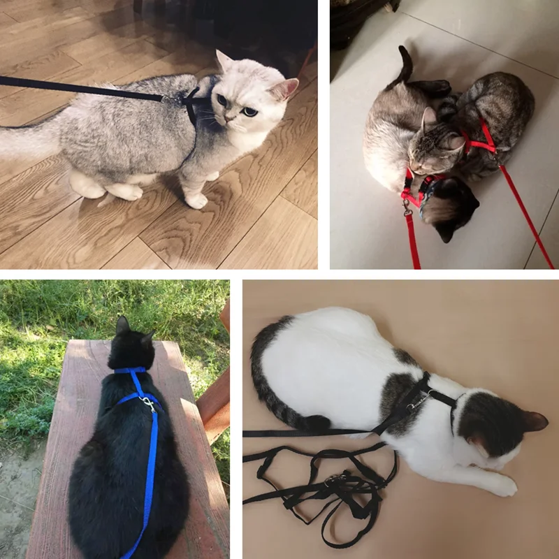 Как одевать кошачий