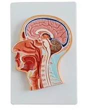 

head Section model Sagittal head Head anatomical model free shipping