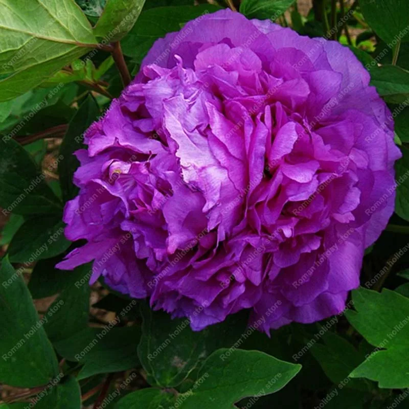 

ZLKING 2pcs Peony Ball Series Potted Peony Variety Bonsai