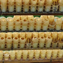 30 шт. улей инструменты 63 отверстия двухрядные queen Bee набор устройств искусственное устройство для пчеловодства пчелы инструменты