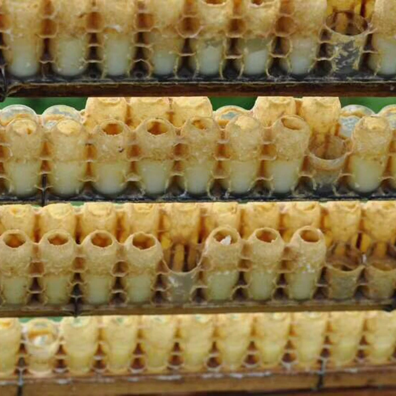 

30 pcs Beehive Tools 63 Holes Double Row Queen Bee Device Set Artificial Beekeeping Device Bee Tools