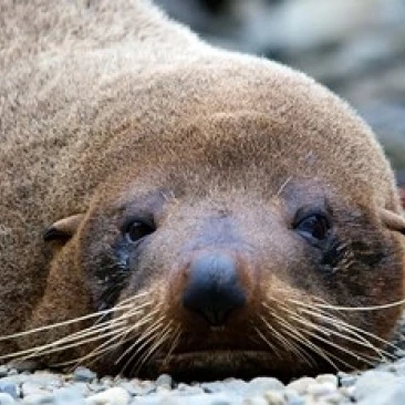 New Zealand  South Island  Kaikoura Coast  Fur Seal Poster Print by Rebecca Jackrel (26 x 18)