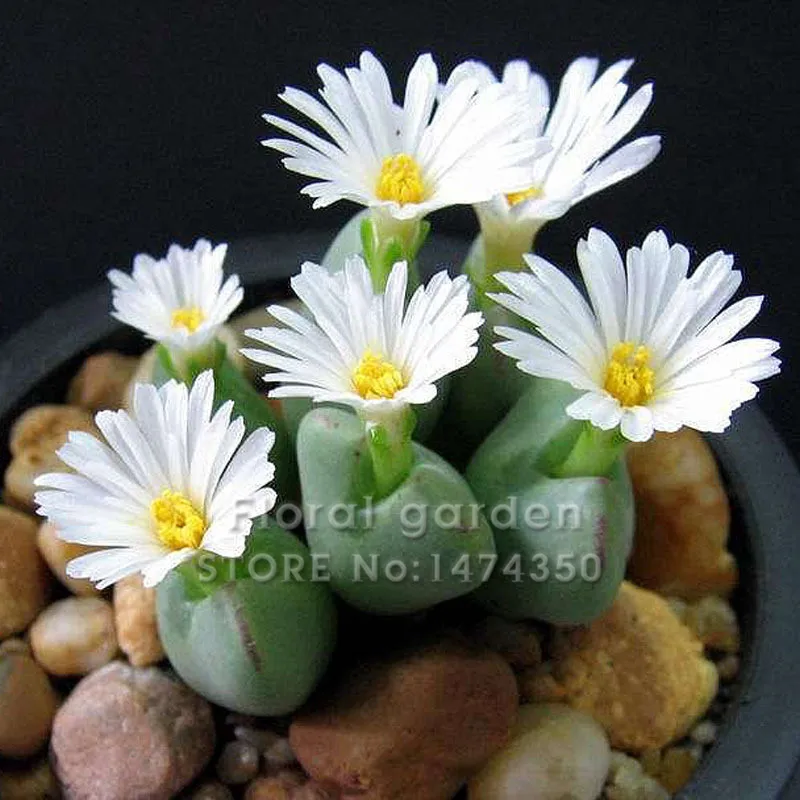 

100 Rare Mix Lithops flores Living Stones Succulent Cactus Organic Garden Bulk plante,bonsai plantas for indoor succulent plants