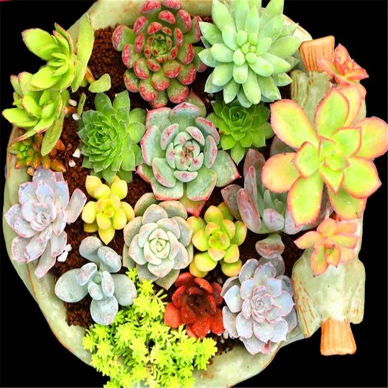 100pcs Mini Cactus plant Mixed Succulent Flower bonsais of garden flowers Rare Sempervivum 100pcs Mini Cactus plant Mixed Succulent Flower bonsais of garden flowers Rare Sempervivum