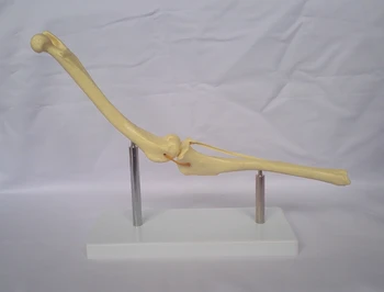 

Dog Knee Joint Model Dog Skeleton Skull Model Animal Skeleton Bone Canine Joint Veterinary Use Medical Teaching Research Model