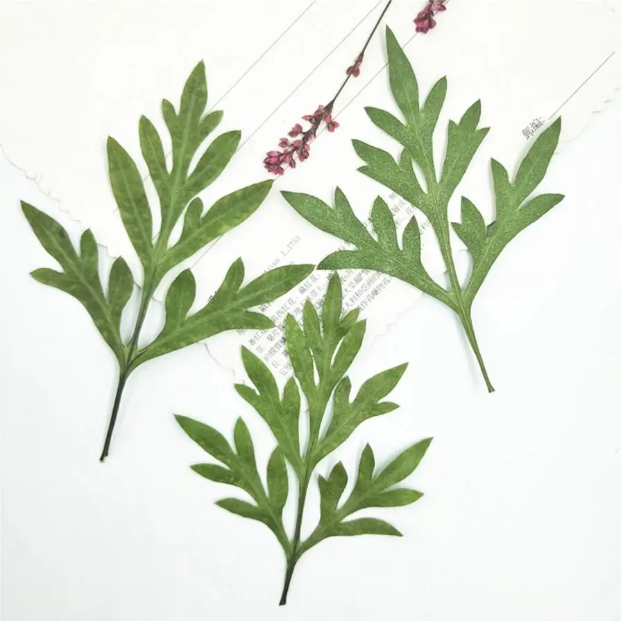 (HSWL)-1
