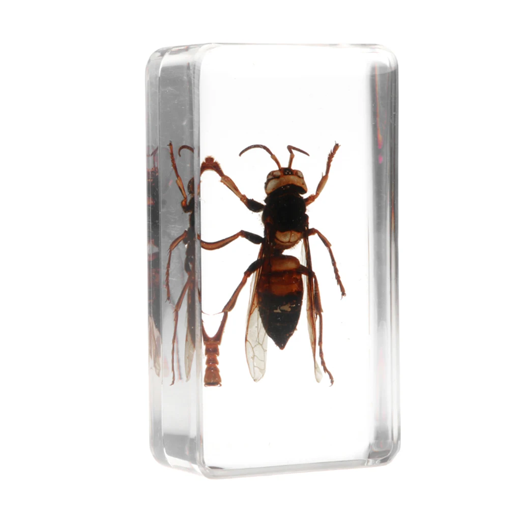 Real Insect Specimen Wasp in Clear Paperweight, 7.5 x 4 x 2.5 cm