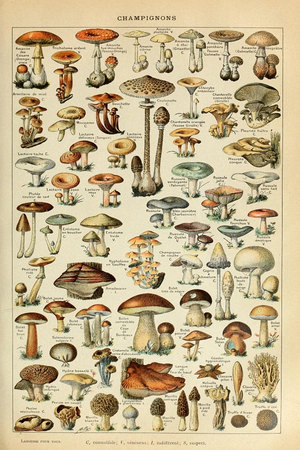 

Botanical Educational Poster Mushrooms Champignons Identification Reference Chart Diagram Illustration Wall Decor 12x18"24x36"