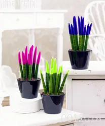 100 шт. Бонсай Красочные Sansevieria Trifasciata Prain Редкие Тигр цветок сочные саженцы, Semenata цветов многолетнее