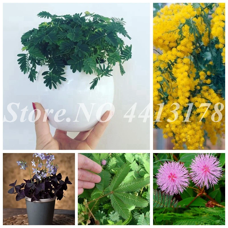 

100 pcs/ bag Balcony Mimosa Pudica Potted Foliage Outdoor Bashful Grass Plant Bonsai Sensitive Planta for Home Garden Decor