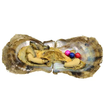 

Beautiful Triplets set round Pearls In seawater Oysters Shell 20pcs/lot Vacuum-packed Oyster women and child party gift AR033
