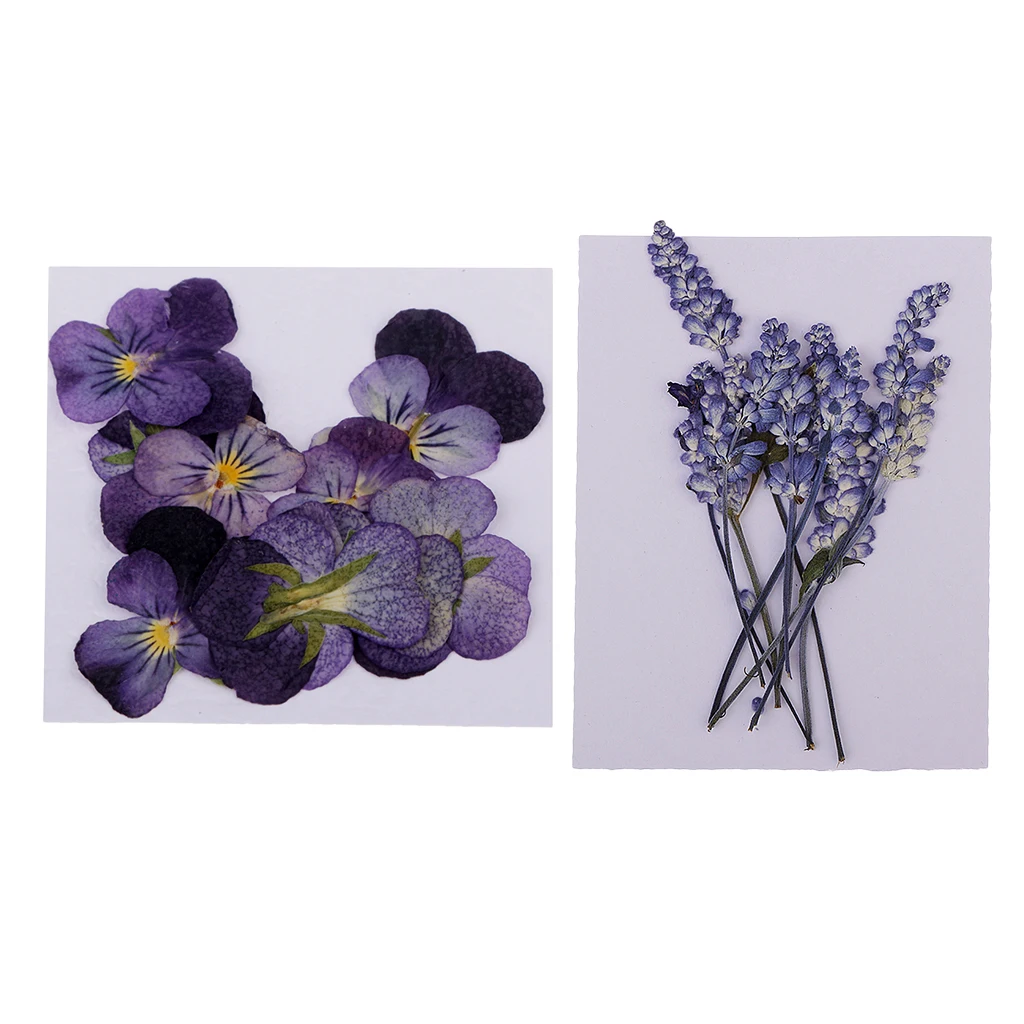 22x Pressed Dried Flowers Real Violet Sage DIY Art Crafts Scrapbooking for Handmade Bookmarks Album Frame Decor