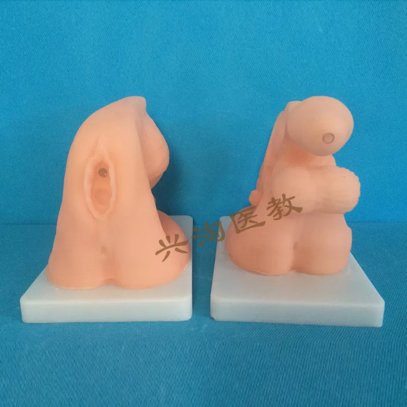 

male/female genital anatomy model catheterization demonstration model medical teaching aids