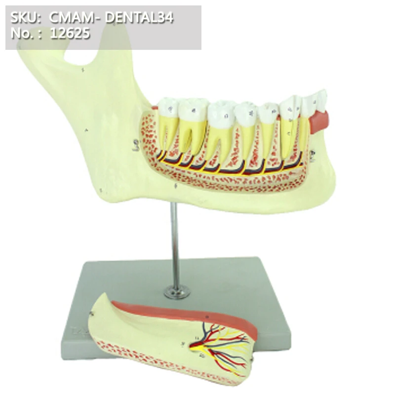 

CMAM/12625 Dental- Lower Jaw - 6 Parts ,3x, 6-parts, Human Oral Dental Medical Teaching Anatomical Model