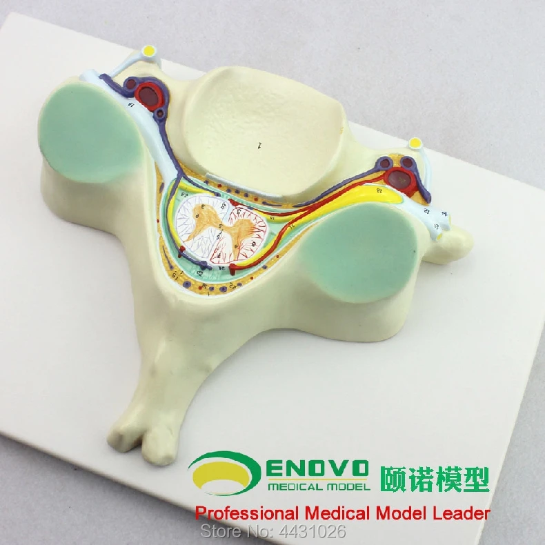 ENOVO The spinal cord spinal nerve amplification model of the fifth cervical vertebra is anatomically dissected ENOVO The spinal cord spinal nerve amplification model of the fifth cervical vertebra is anatomically dissected