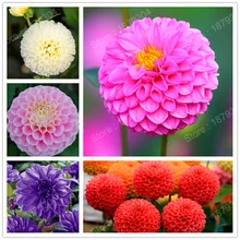 Редкие радужные цветы Георгин Флорес красивый цветок георгин плантас смешанные 24 цвета бонсай Горшечное DIY растение для дома и сада 300 шт